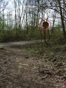 Waldweg mit Stopschild